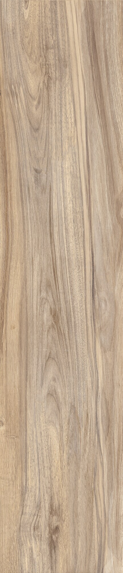 Elm